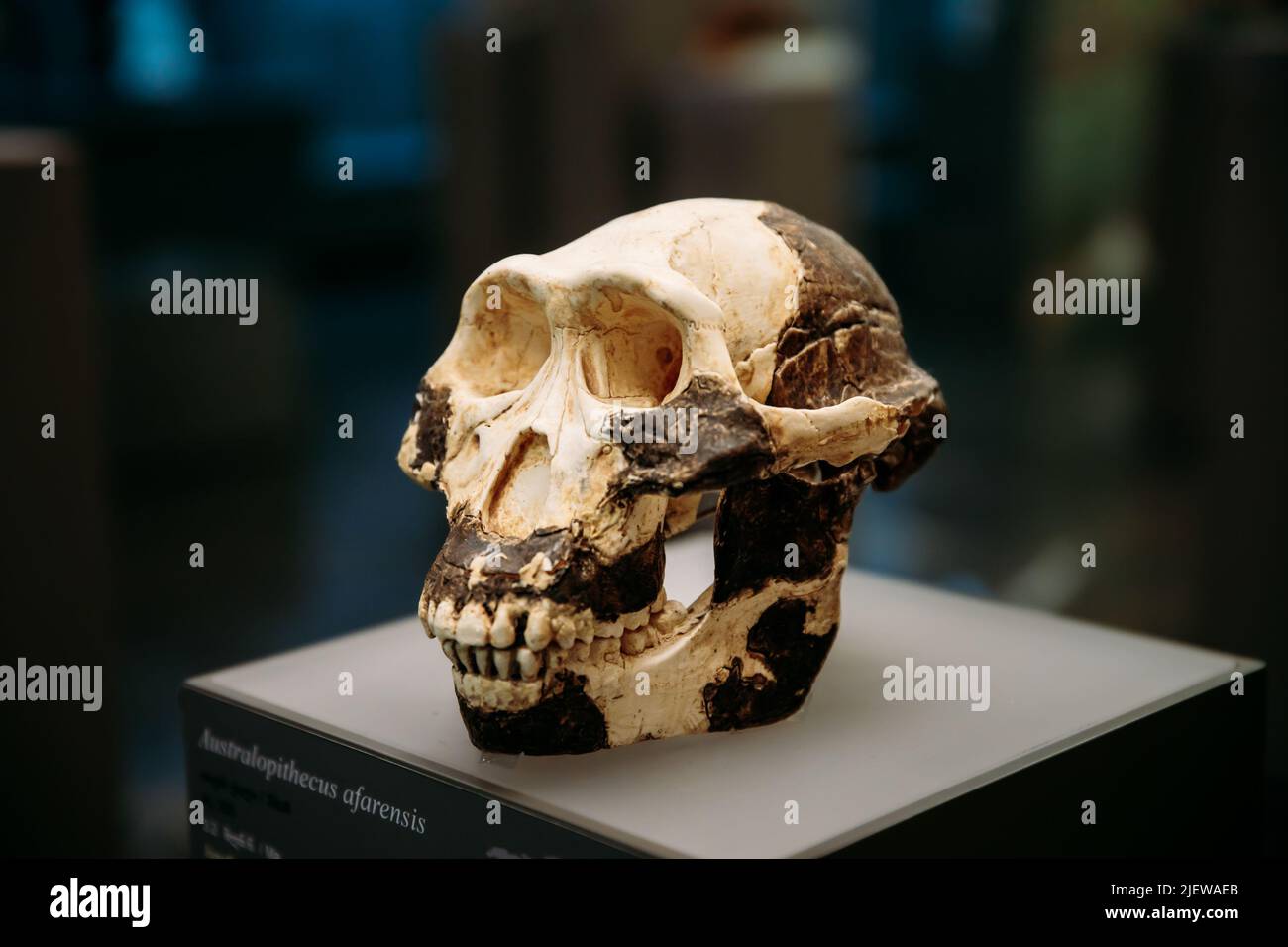 Tbilisi, Georgia. Georgian National Museum. Australopithecus Afarensis Skull. Dated To 3.2 Million Years Ago. Discovered In Hadar, Ethiopia. Al 333, C Stock Photo