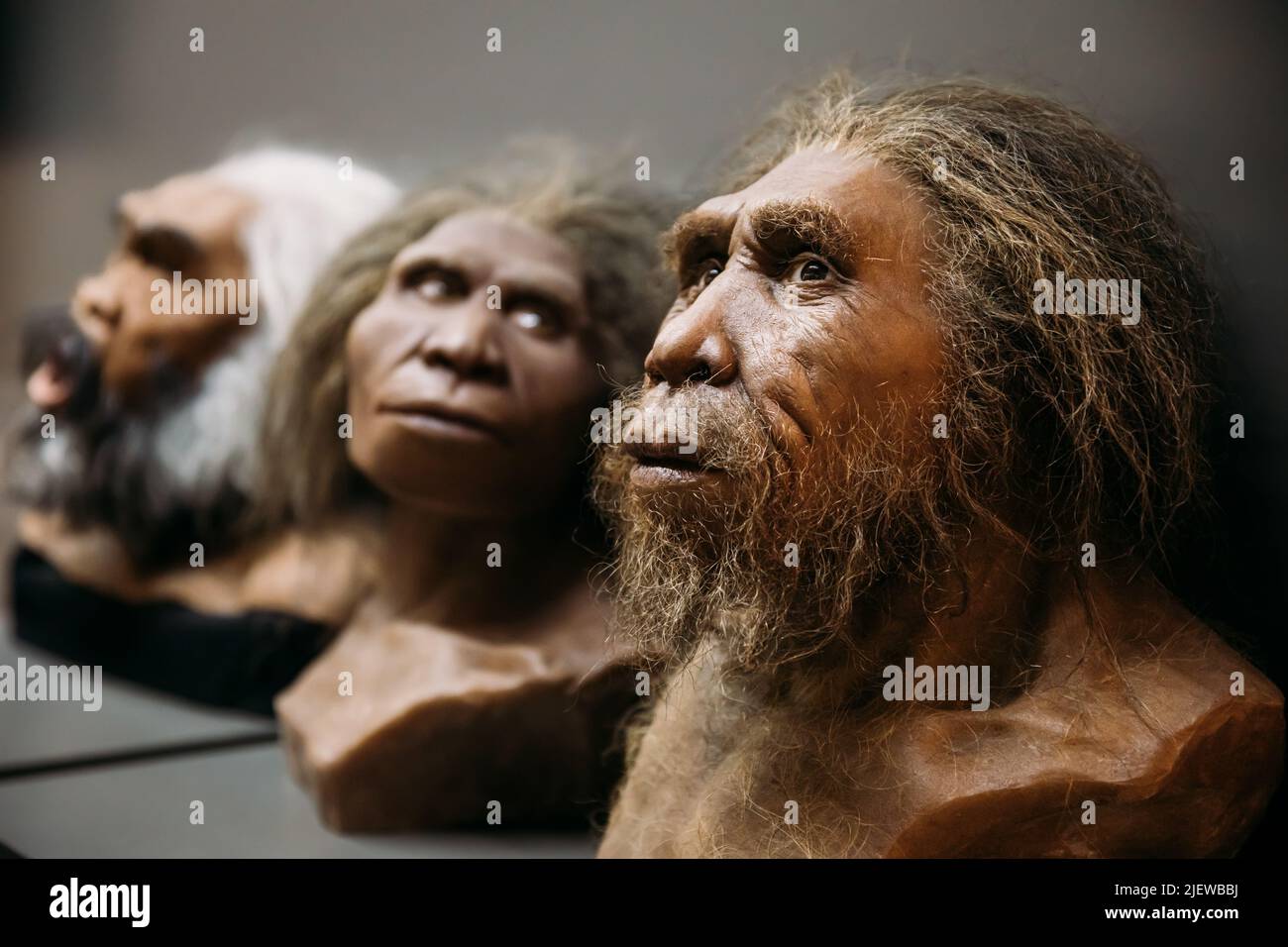 Reconstruction Of Appearance Homo Neanderthalensis At Museum Exhibition. Demonstrating Prehistoric Ancestors Homo Neanderthalensis. Homo Sapiens Neand Stock Photo