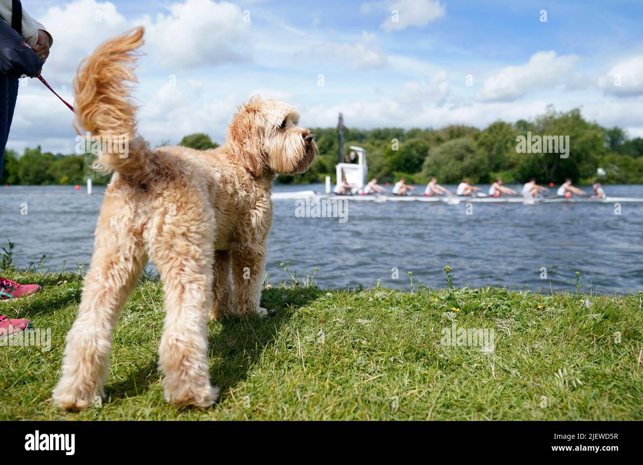 Winnie the Labradoodle watches rowers from the river bank on the opening day of the 2022 Henley Royal Regatta alongside the River Thames. Picture date: Tuesday June 28, 2022. Stock Photo