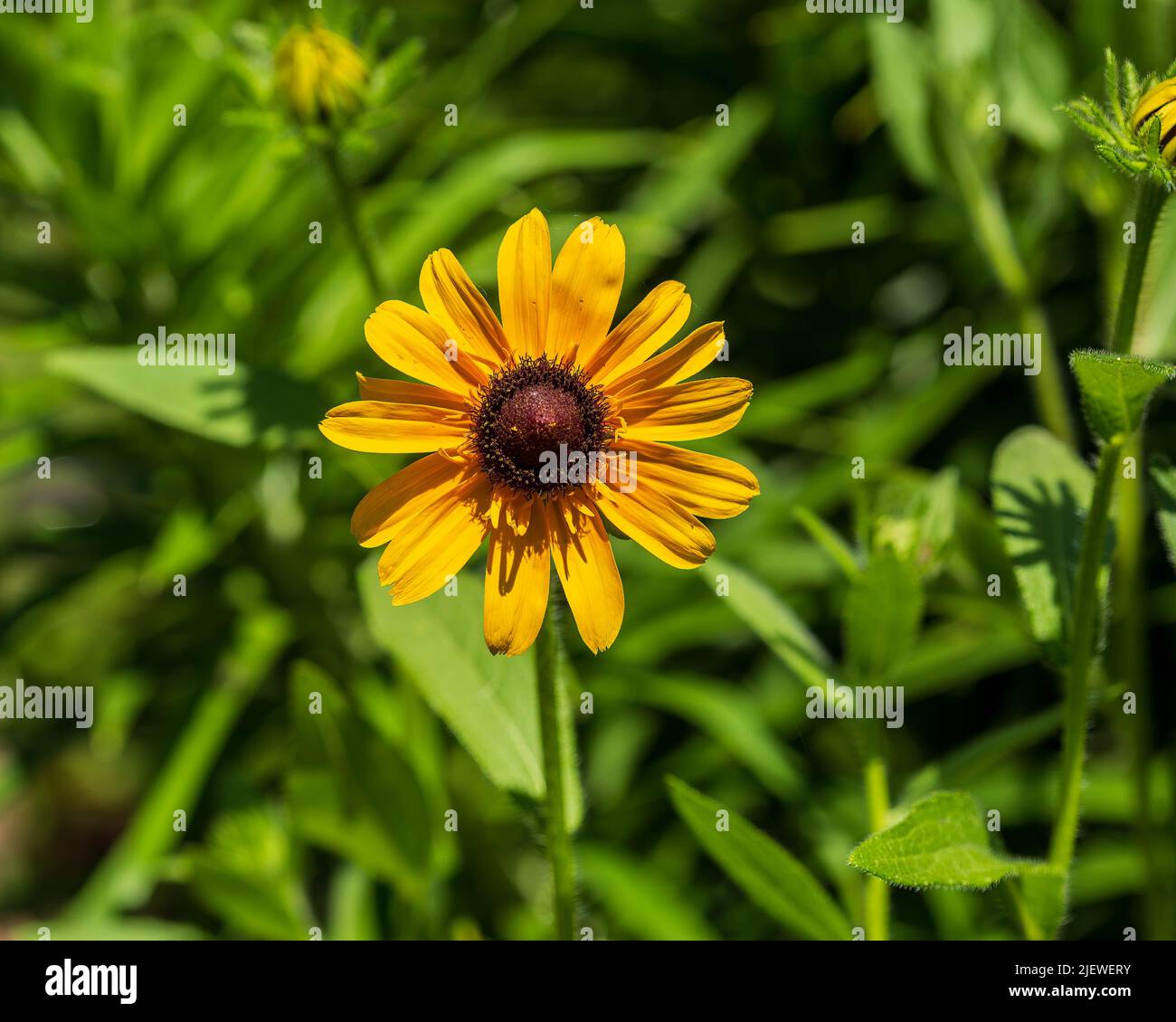 Black-eyed Susan bloom has opened in the back garden Stock Photo - Alamy