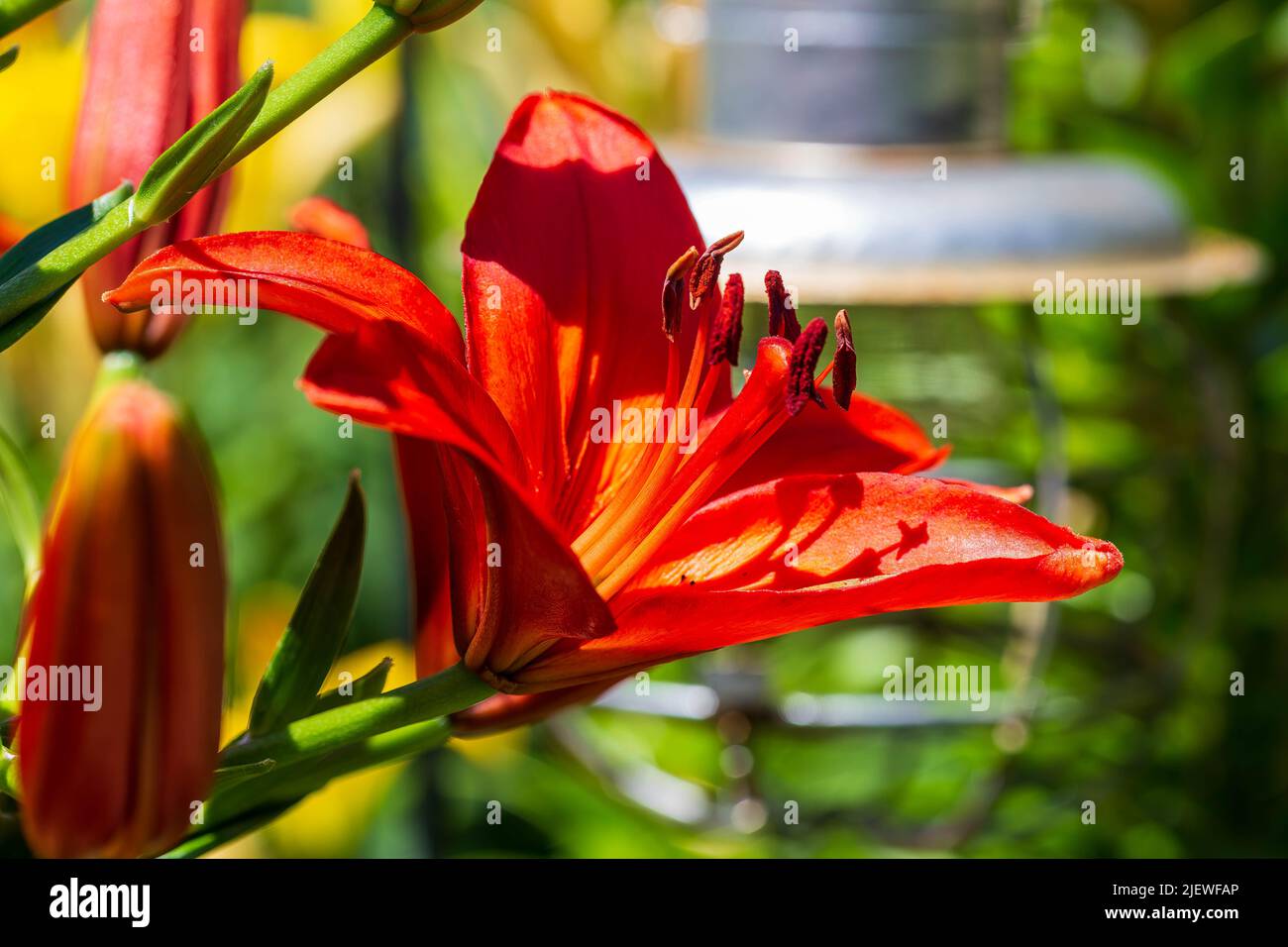 side view of a red lily growing in the center garden Stock Photo Alamy