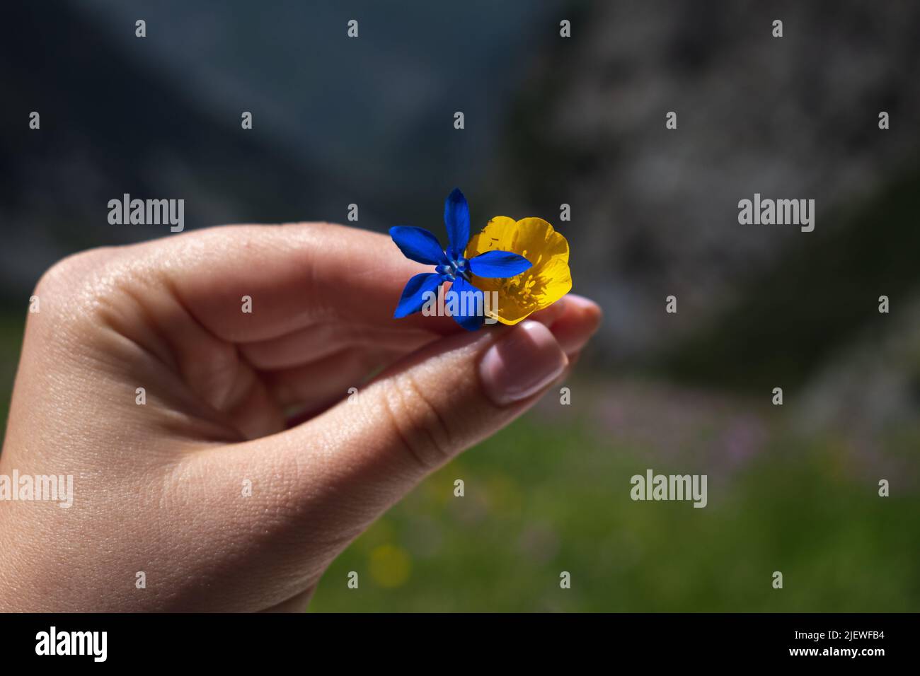 Yellow and blue flowers in the hand Stock Photo