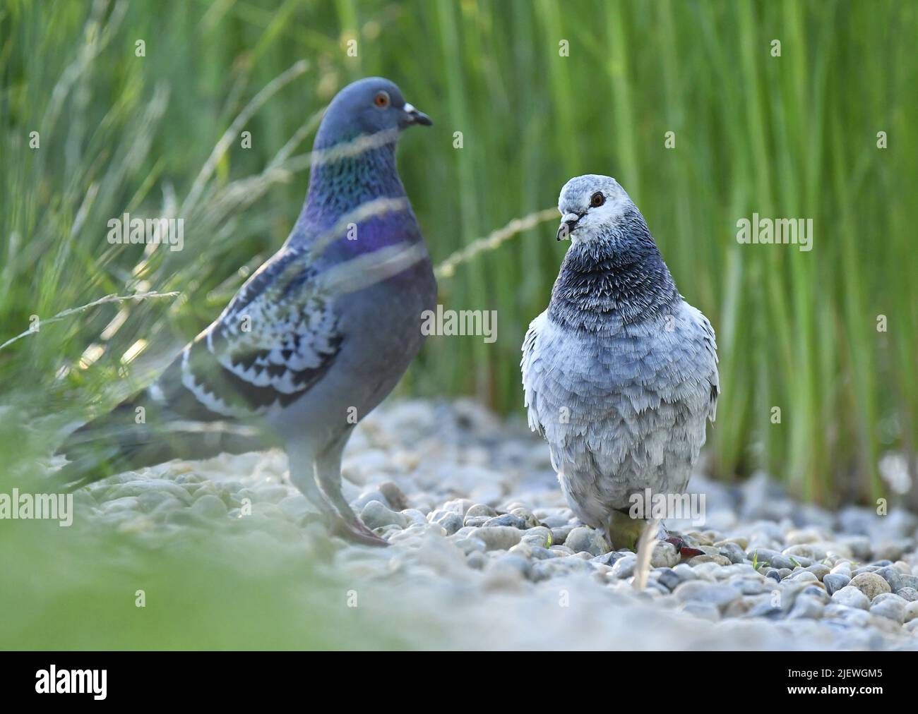 Domestic pigeon (Columba livia domestica) on the pebbles surrounded by the vegetation, Prague Czech Republic. Stock Photo