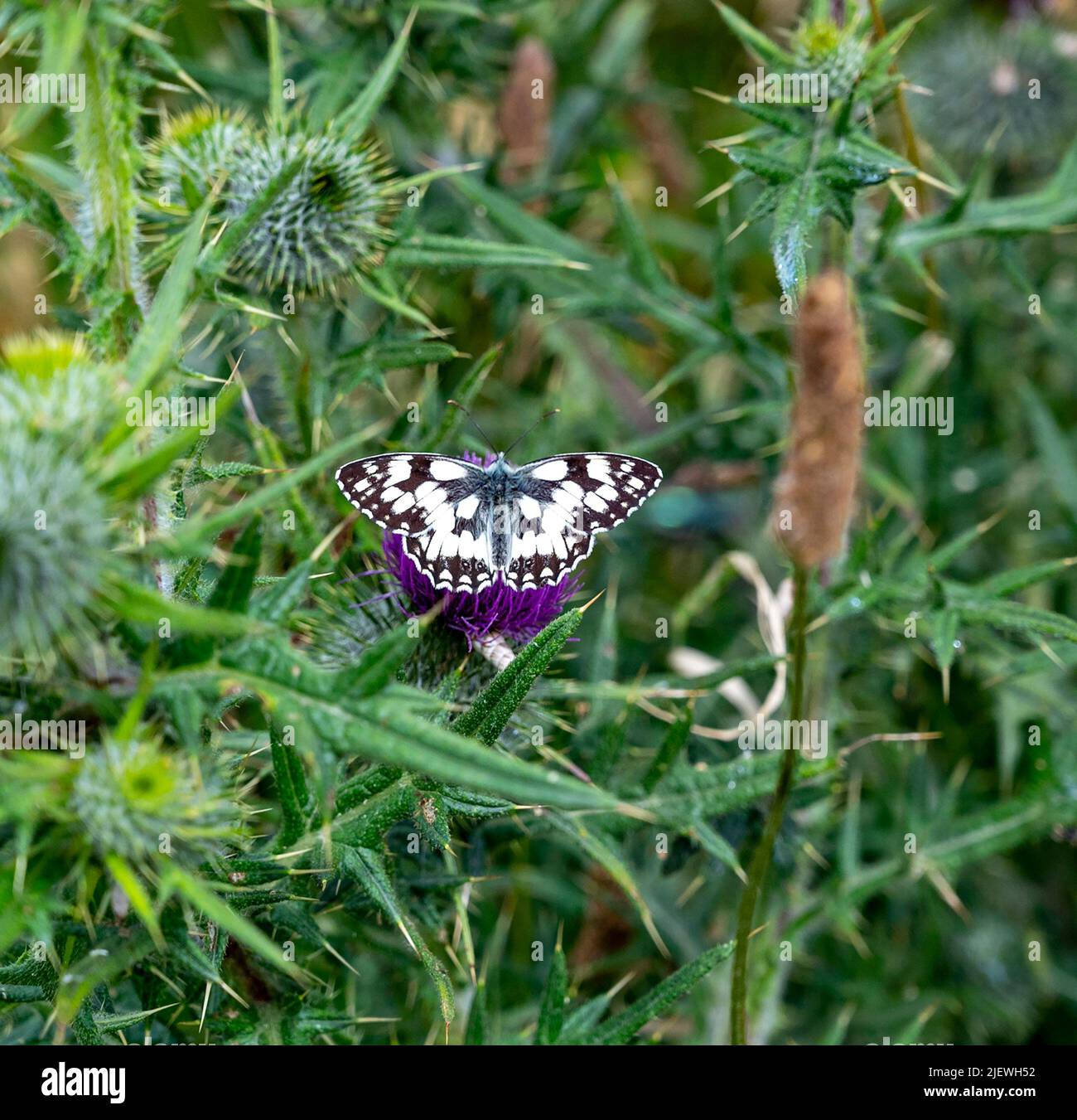 A Marbled White butterfly - Melanargia galathea - They can be seen along the Seven Sisters cliffs near Eastbourne in East Sussex Stock Photo
