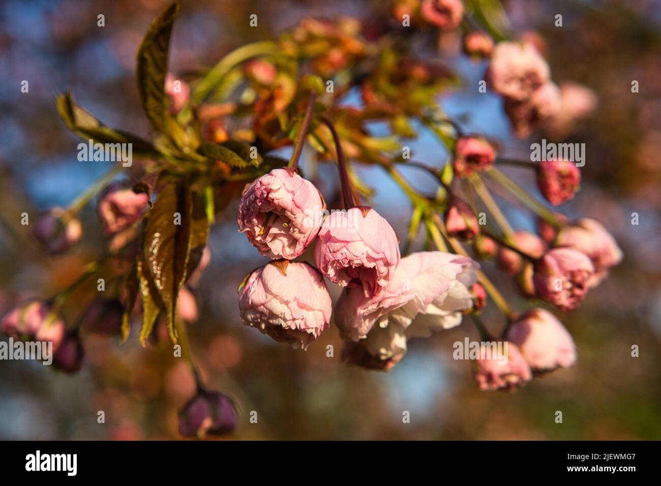 Cherry blossoms in the britzer garden in Berlin. In spring these beautiful looking flowers bloom in full splendor Stock Photo