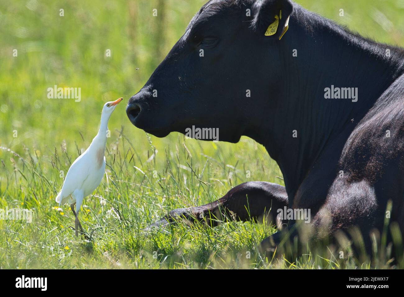 Cattle egret (Bubulcus ibis) adult in summer plumage hunting flies and other insects which are disturbing a cow, a symbiotic relationship Stock Photo
