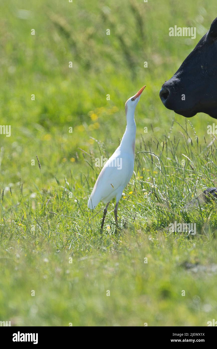 Cattle egret (Bubulcus ibis) adult in summer plumage hunting flies and other insects which are disturbing a cow, a symbiotic relationship Stock Photo