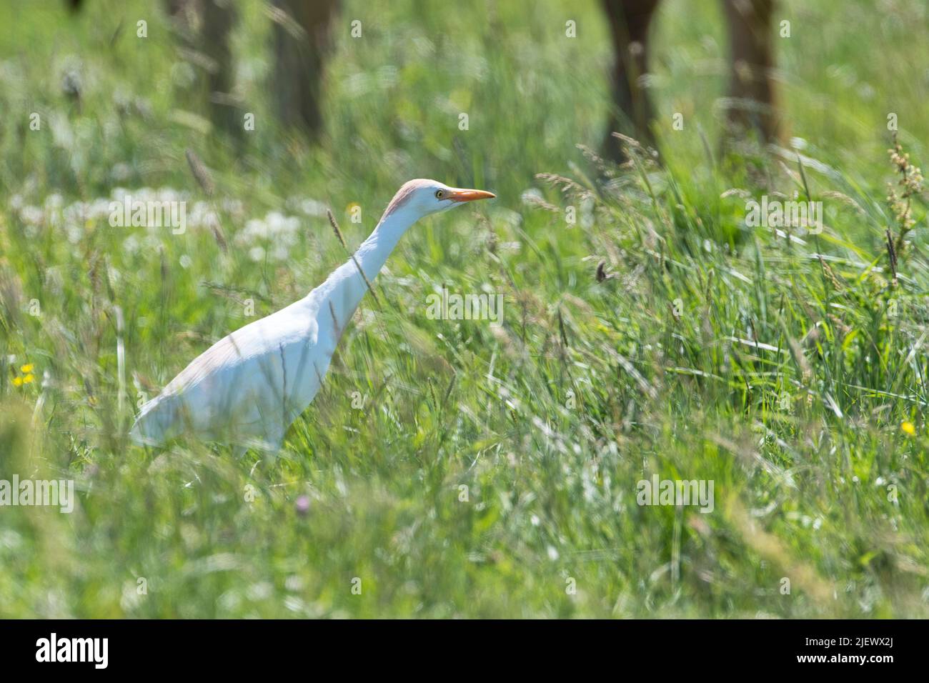 Cattle egret (Bubulcus ibis) adult, in summer plumage, hunting for flies and other insects disturbed by cows Stock Photo