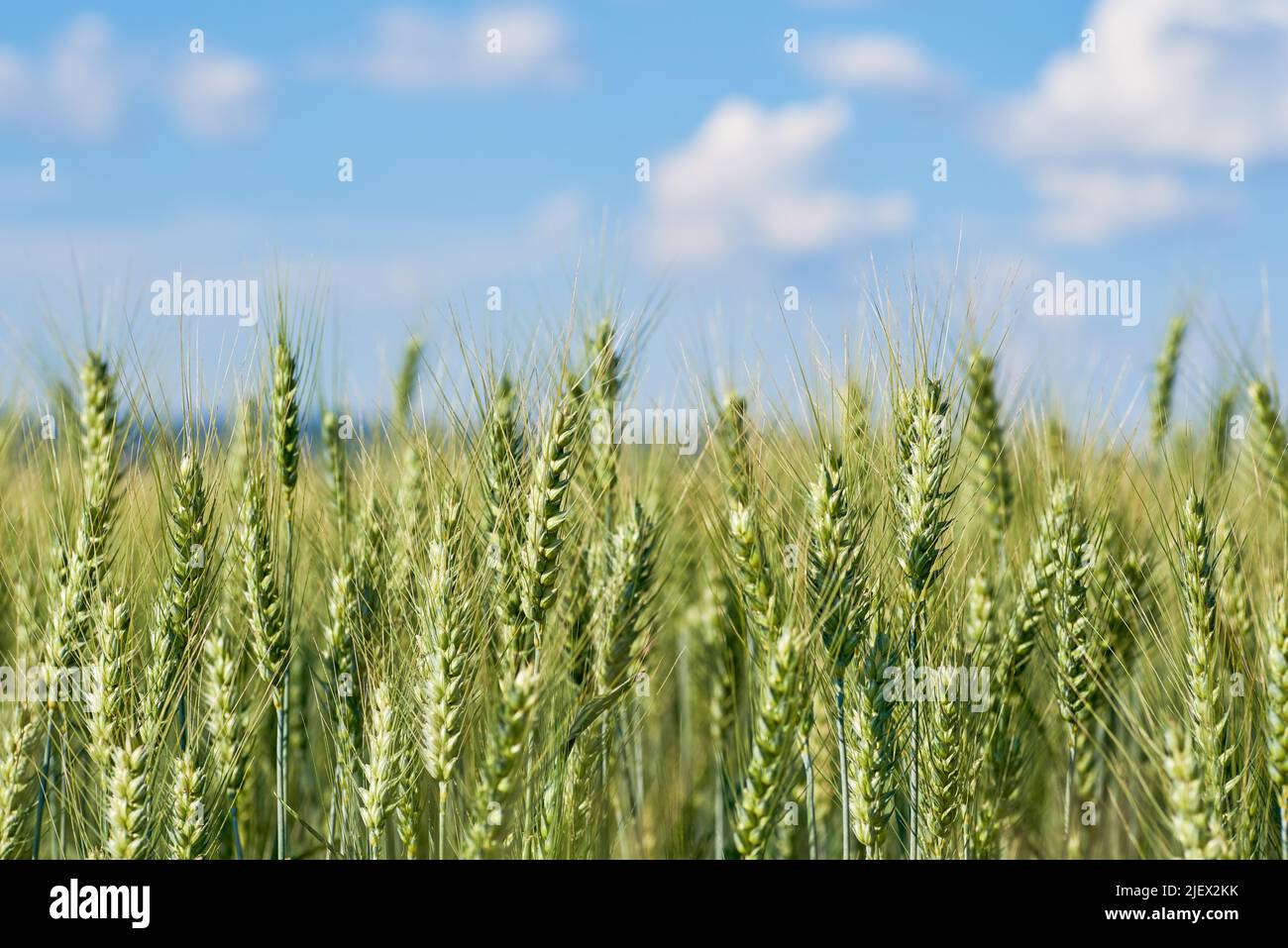 View of a cereal field with wheat ears under a summer blue sky with white clouds. Stock Photo