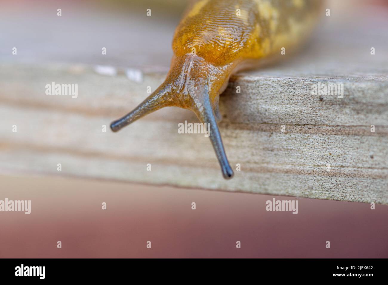 Garden slug (gastropod mollusc) Stock Photo