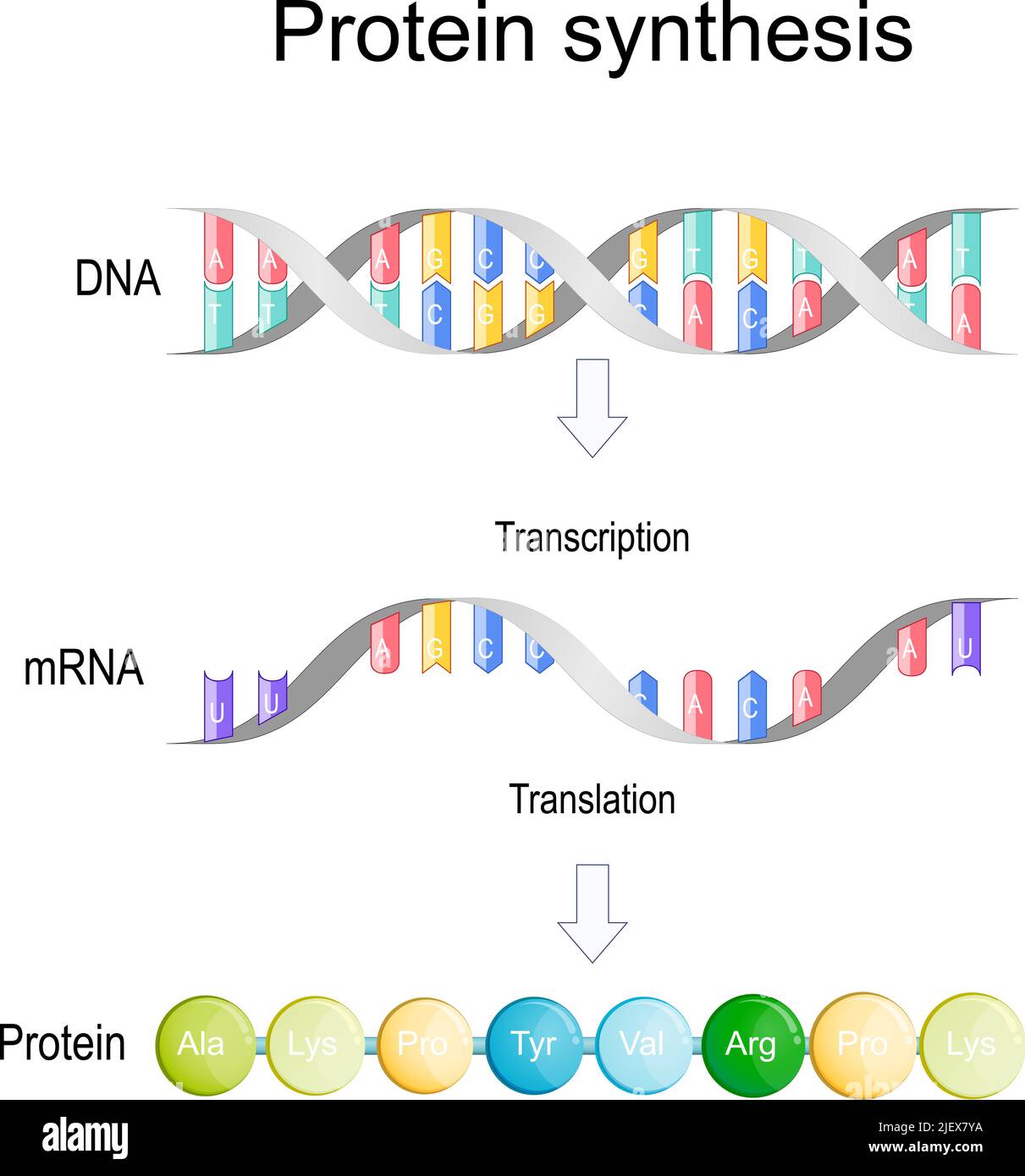 transcription and translation. Protein synthesis. During transcription a section of DNA converted into a mRNA. mRNA is read by ribosomes Stock Vector