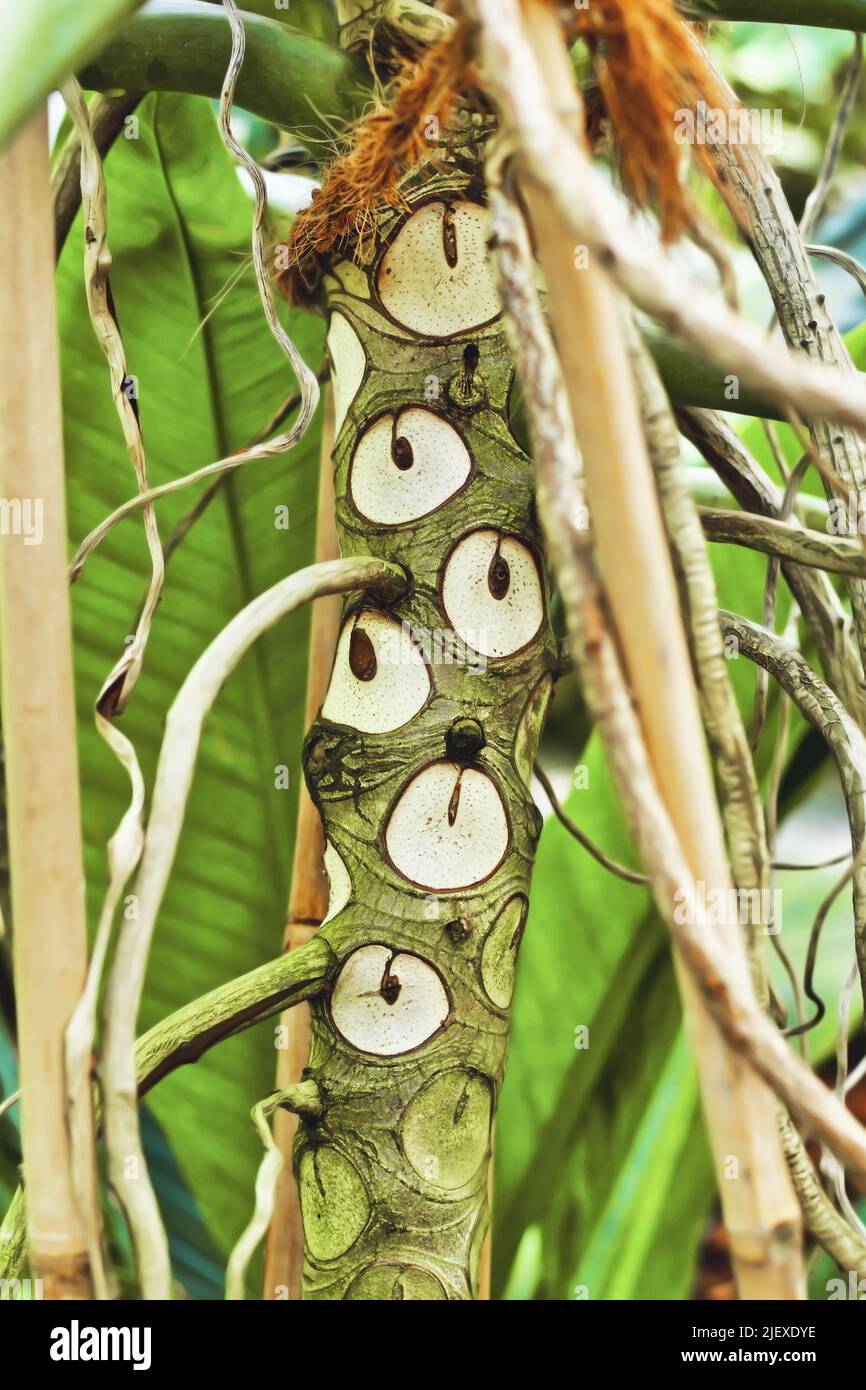 Trunk of exotic 'Thaumatophyllum' plant with shed leaves leaving scars  that look like eye like markings on trunk Stock Photo