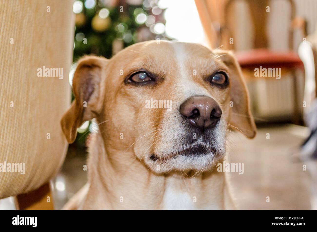 Are Kokoni Dogs Fearless