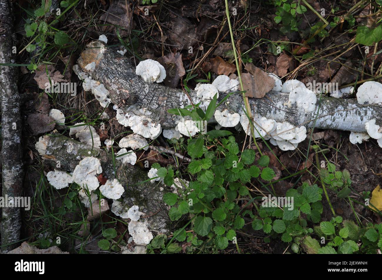 White fungi on a dead birch Stock Photo