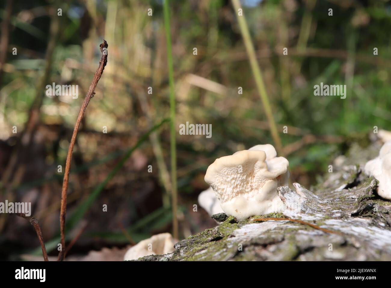 White fungi on a dead birch Stock Photo