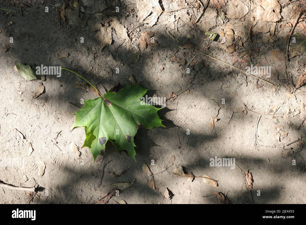 Norwegian Maple leaf on Sand Stock Photo