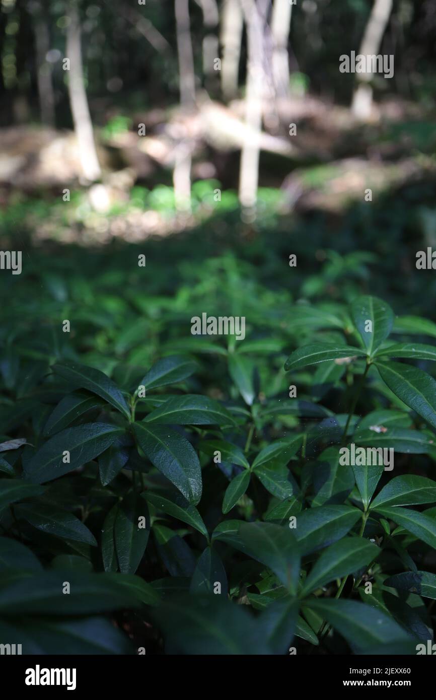 Common periwinkle in a forest Stock Photo