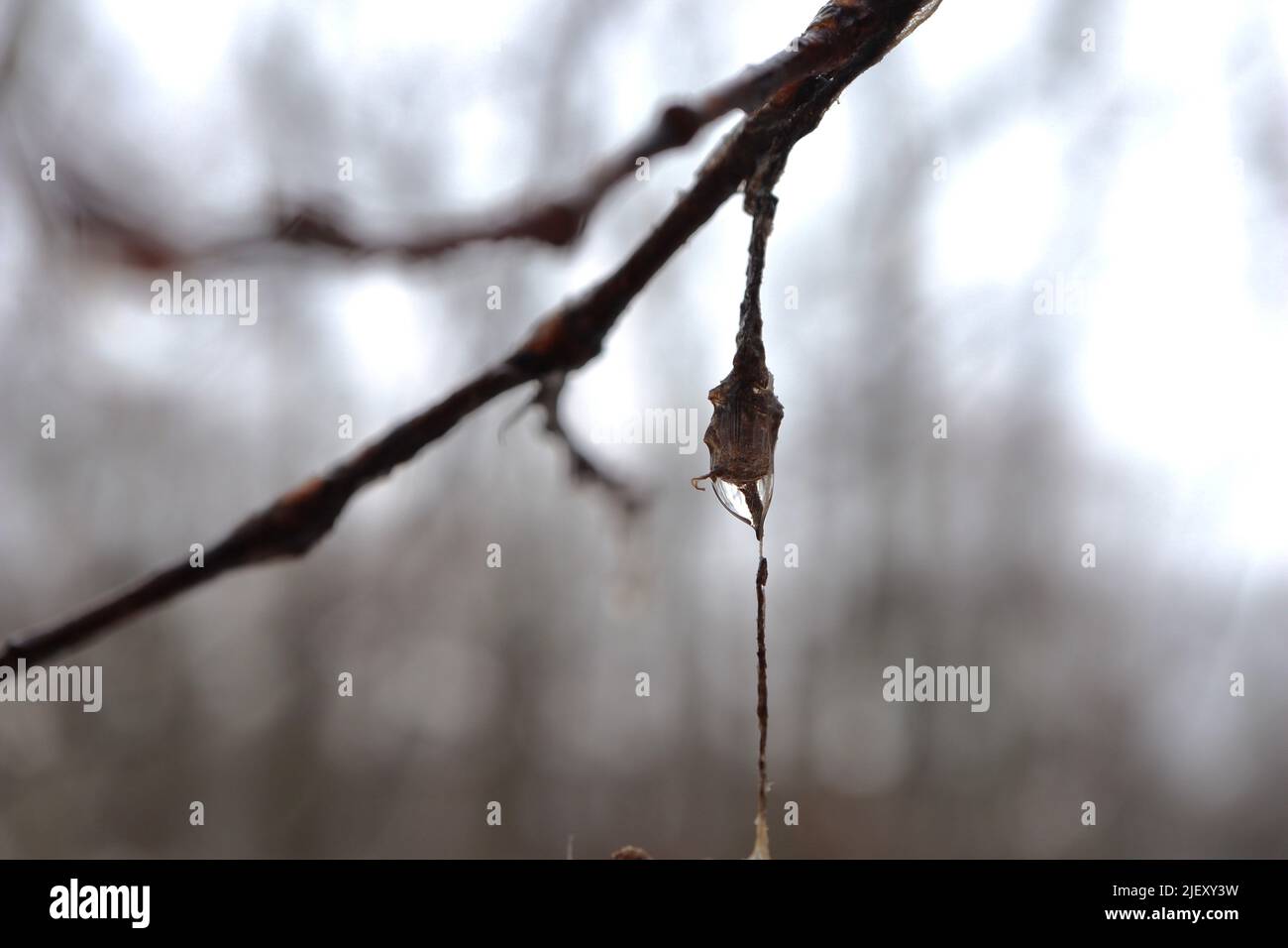 Tree leaves spider drop hi-res stock photography and images - Alamy