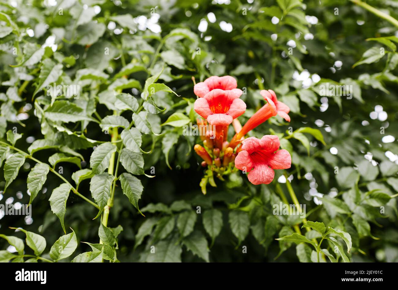 Beautiful red flowers of the trumpet vine or trumpet creeper Campsis radicans. Family name Bignoniaceae, Scientific name Campsis. Selective focus with Stock Photo