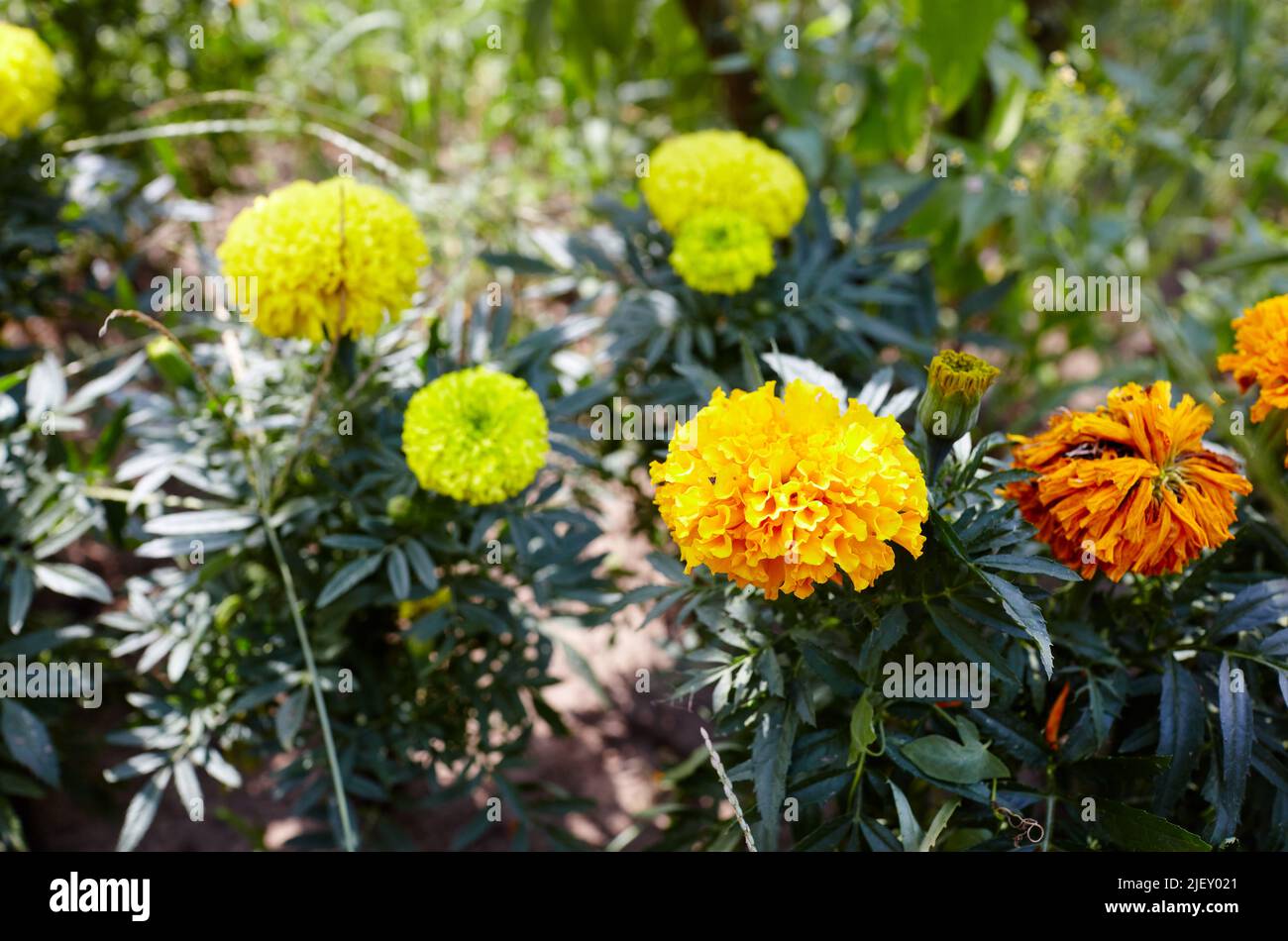 Tagetes patula french marigold yellow orange flower. Close up beautiful Marigold flower and leaf (Tagetes erecta, Mexican, Aztec or French marigold) i Stock Photo