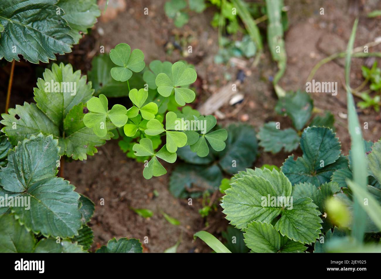 Closeup of Leaf clovers. Plants for good luck at garden for St. Patricks Day. Top view. Selective focus Stock Photo