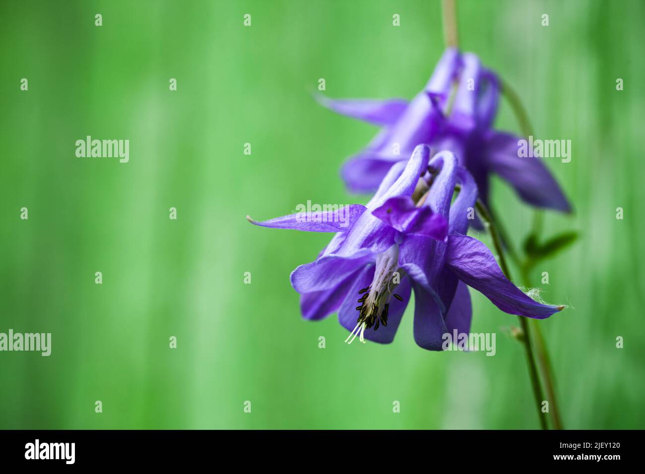 Purple Flowers of the Aquilegia vulgaris is a species of columbine native to Europe also known as European columbine, common columbine, grannys nightc Stock Photo