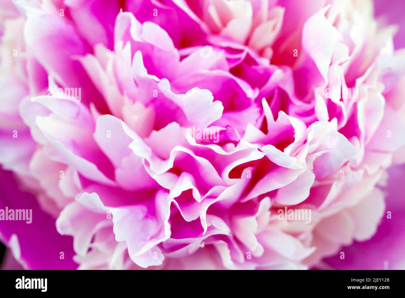 Pink peony flower petals, macro photo with selective soft focus Stock ...