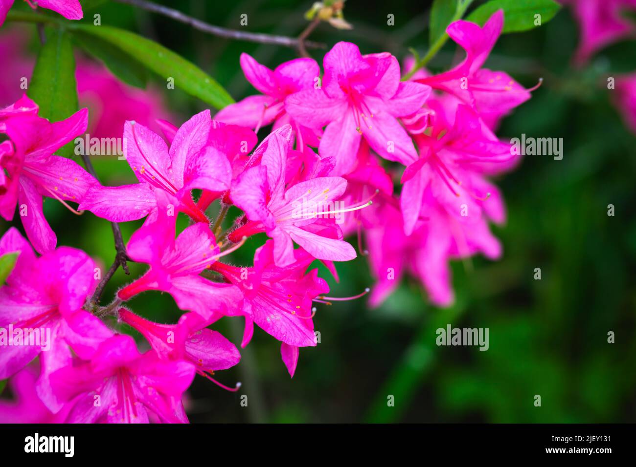 Pink flowers of Rhododendron prinophyllum, close up outdoor photo with selective soft focus Stock Photo