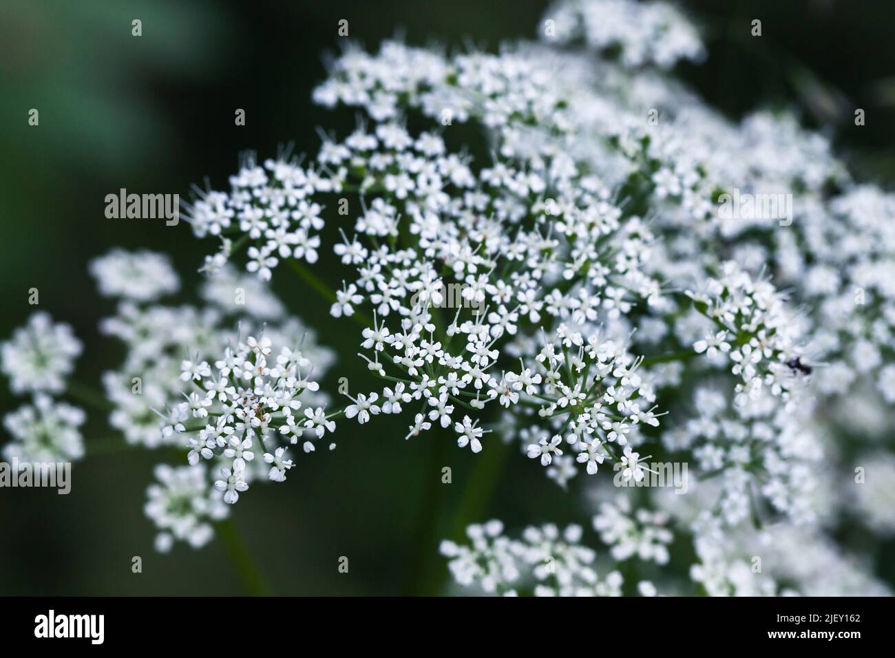 White flowers of Apiaceae or Umbelliferae, family of mostly aromatic flowering plants named after the type genus Apium and commonly known as the celer Stock Photo