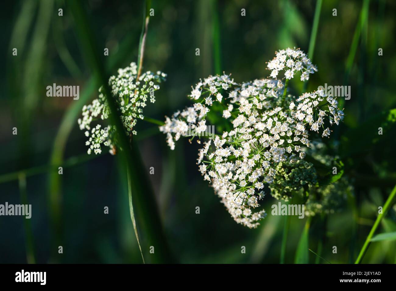 Apiaceae or Umbelliferae, family of mostly aromatic flowering plants named after the type genus Apium and commonly known as the celery, carrot or pars Stock Photo