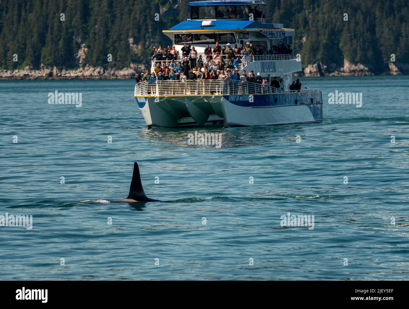 Seward, Alaska - 3 June 2022: Fin of Orca whale by wildlife cruise boat Stock Photo