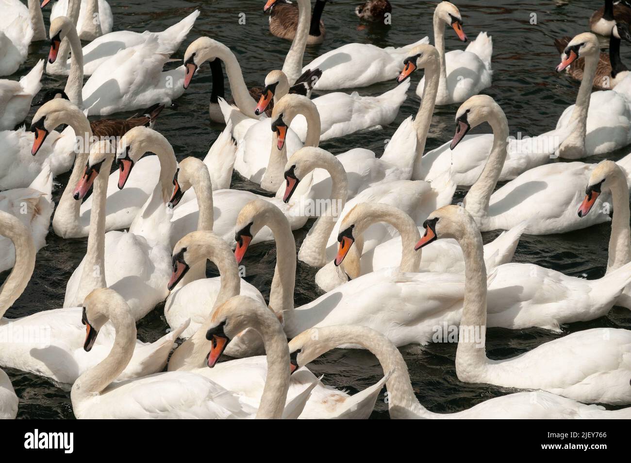 mute swans bunched up together on Thames water uk Stock Photo