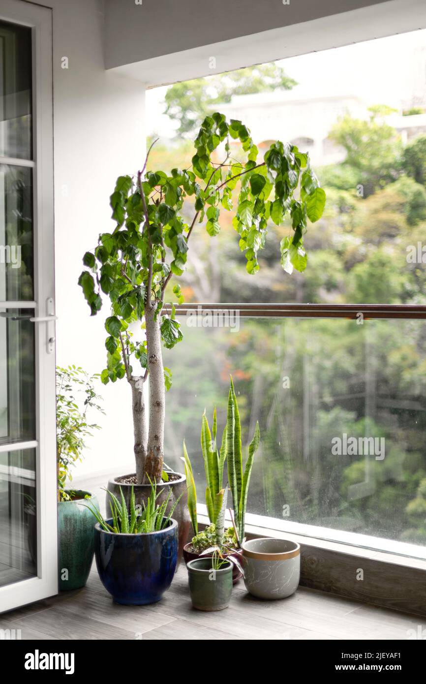 Plants in a balcony Stock Photo Alamy