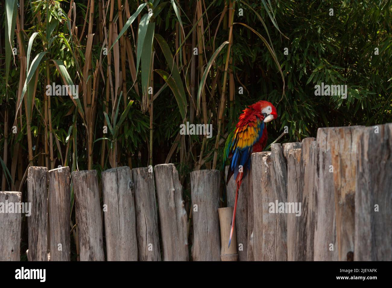 Scarlet macaw: scientific name ara macao is distinguished by its scarlet red head combined with green and blue feathers standing on trunks preening Stock Photo