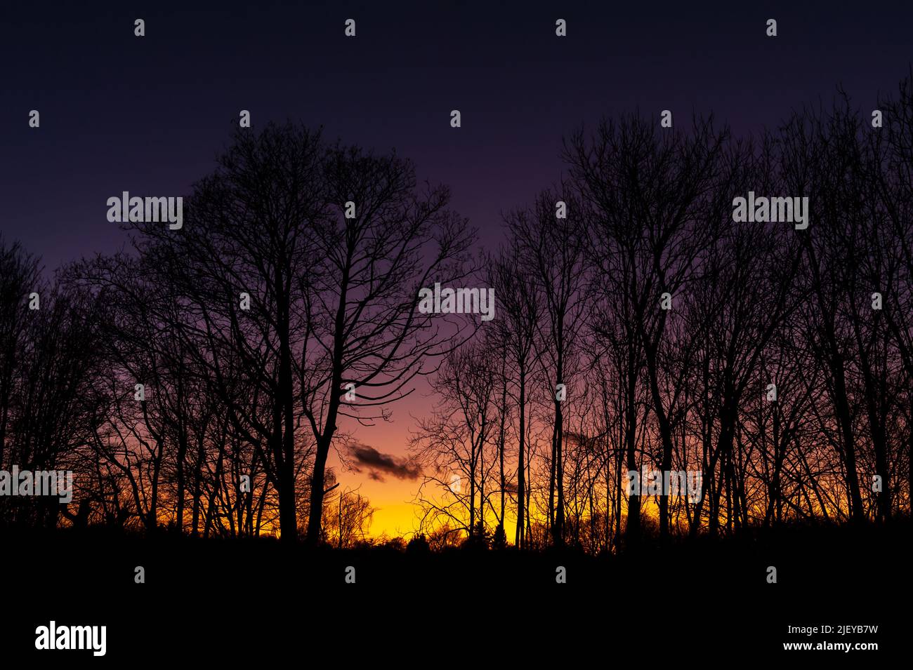 Dark threatening purple clouds with setting or rising sun against a row of large mature trees ash, silver birch Stock Photo