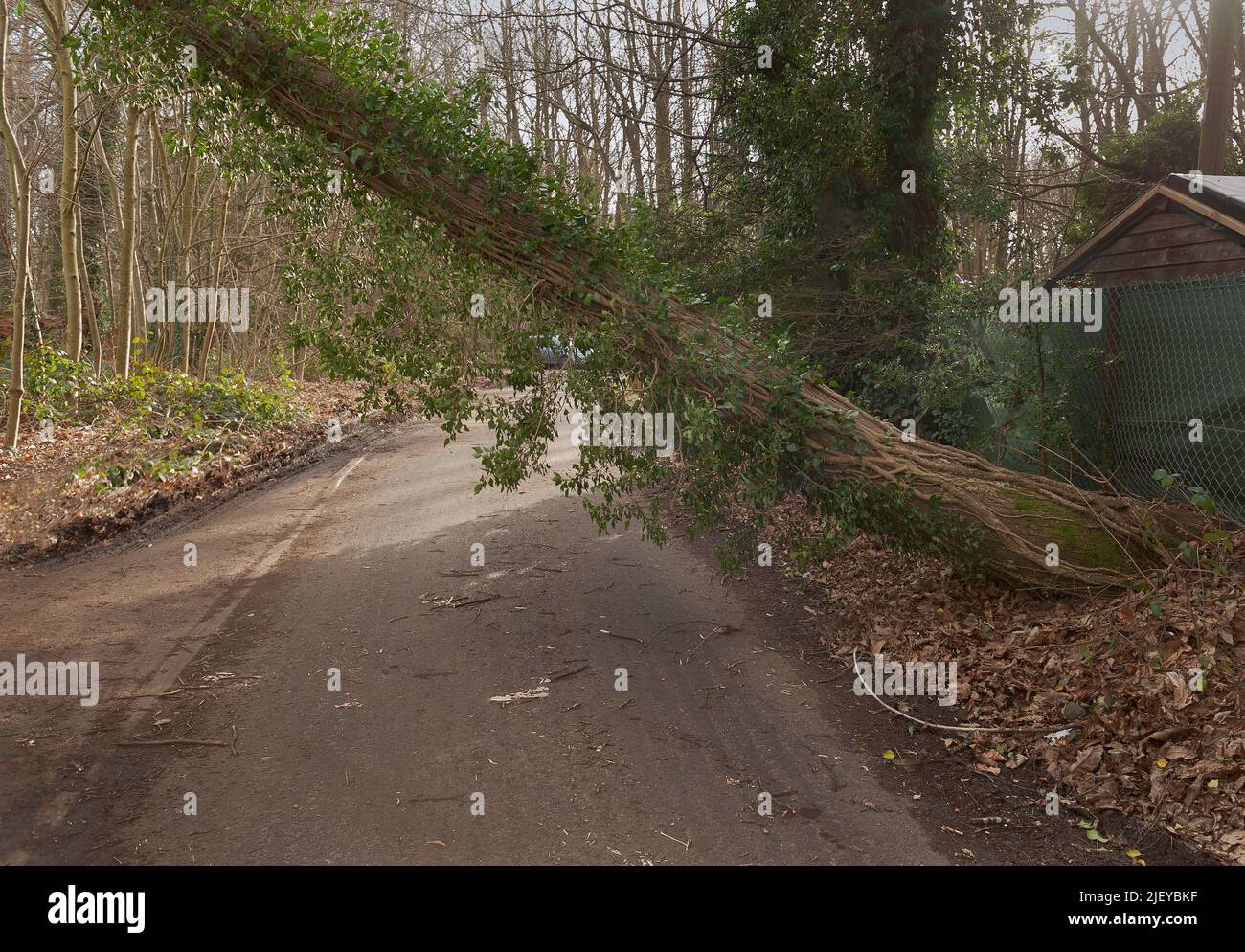 Damage and disruption from storm Eunice where precariously balanced ash tree suspended on power line in narrow country lane immediately after storm Stock Photo