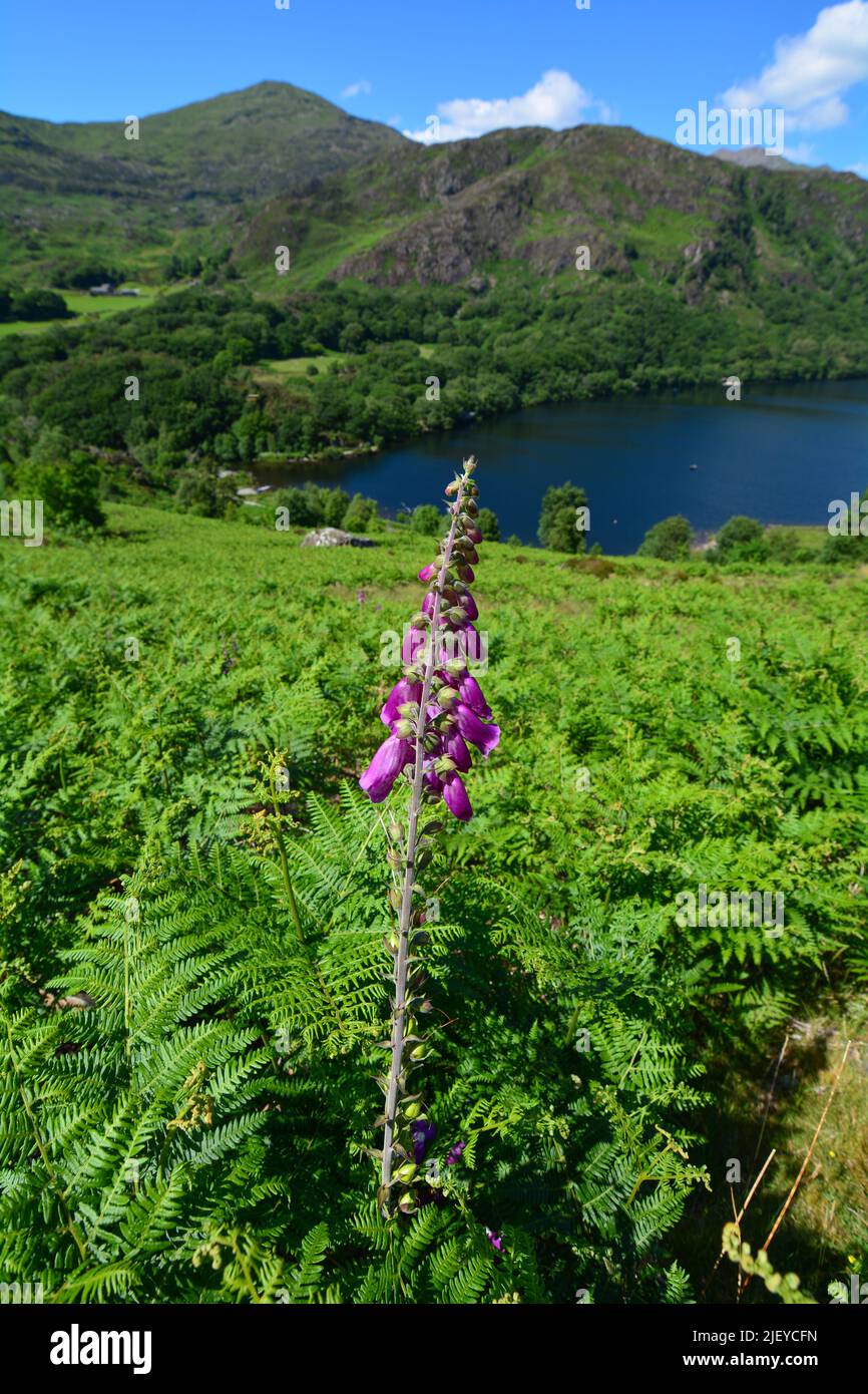 Snowdon and surounding views North Wales UK Stock Photo Alamy