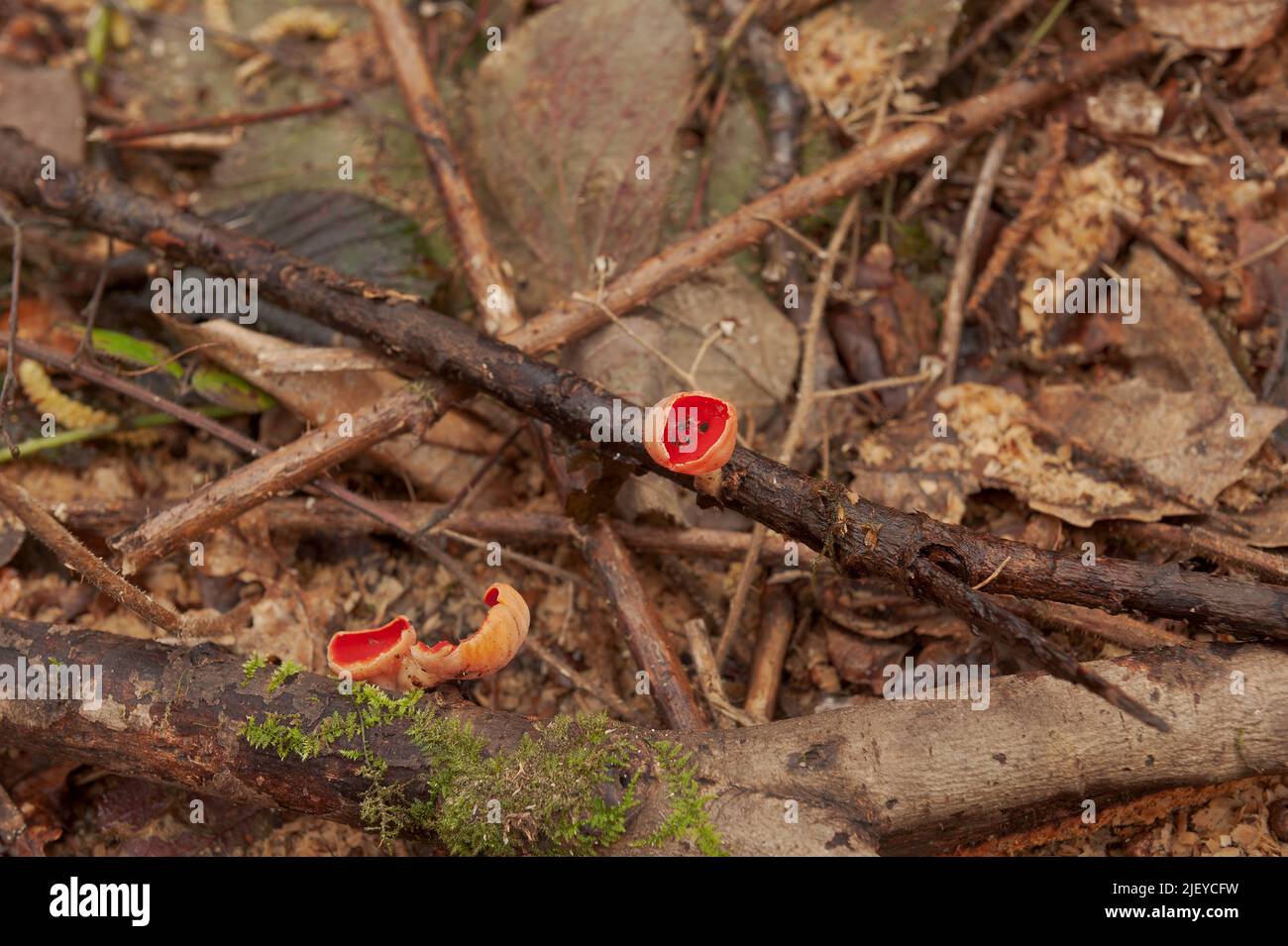 Sarcoscypha coccinea, scarlet elf cup growing amongst fallen hazel twigs and branches in ancient deciduous woodland Stock Photo