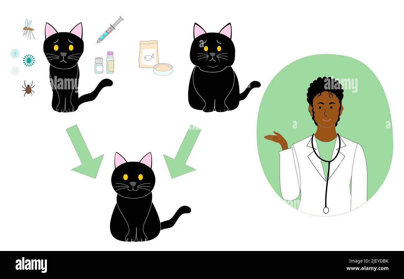 collection of a black sick, healthy, and fat cat with a black veterinarian woman explaining diet cat food, injection, medicine, and virus. Stock Photo