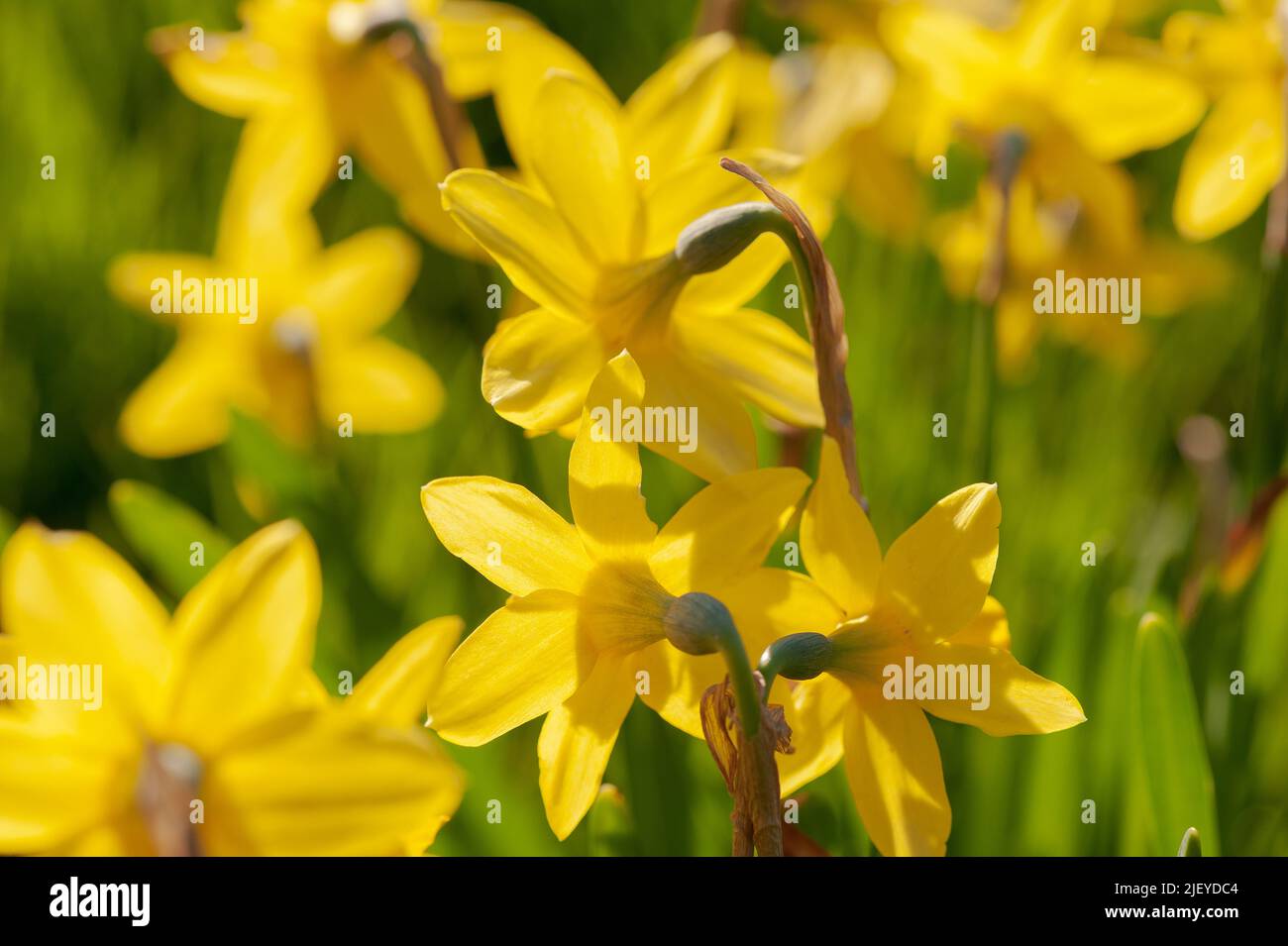 Springtime blossom daffodils narcissus with delicate fresh forms Stock Photo