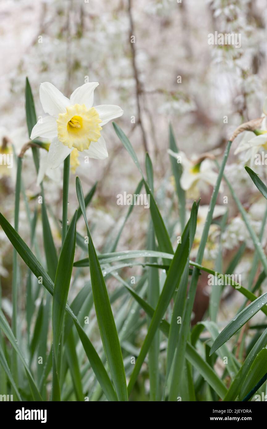 Springtime cherry blossom daffodils narcissus with delicate fresh forms blossom like falling snow Stock Photo