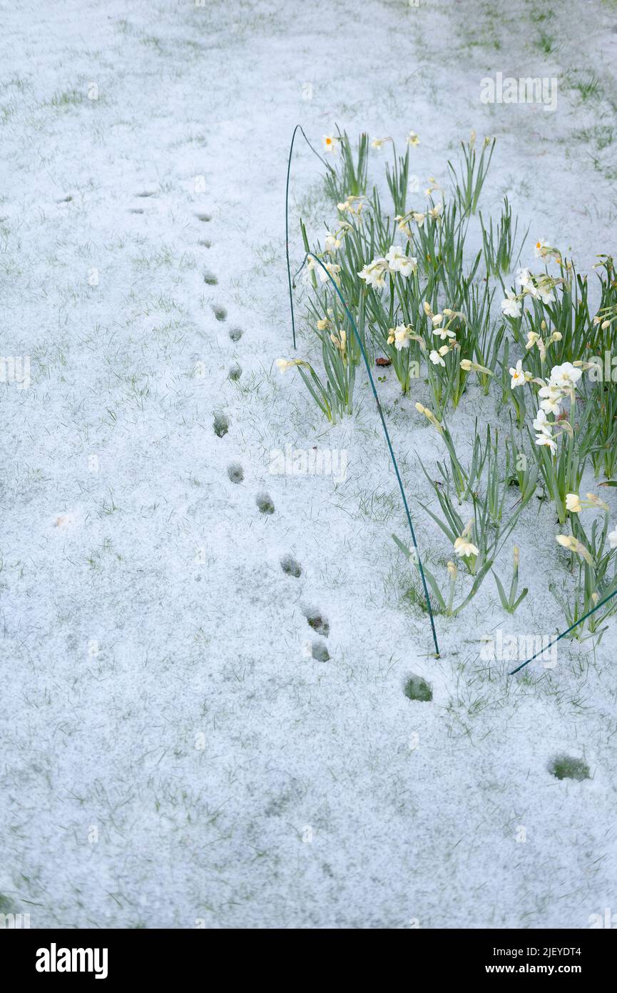 Direction of travel of red fox on garden snow besides a group of daffodils in springtime Stock Photo