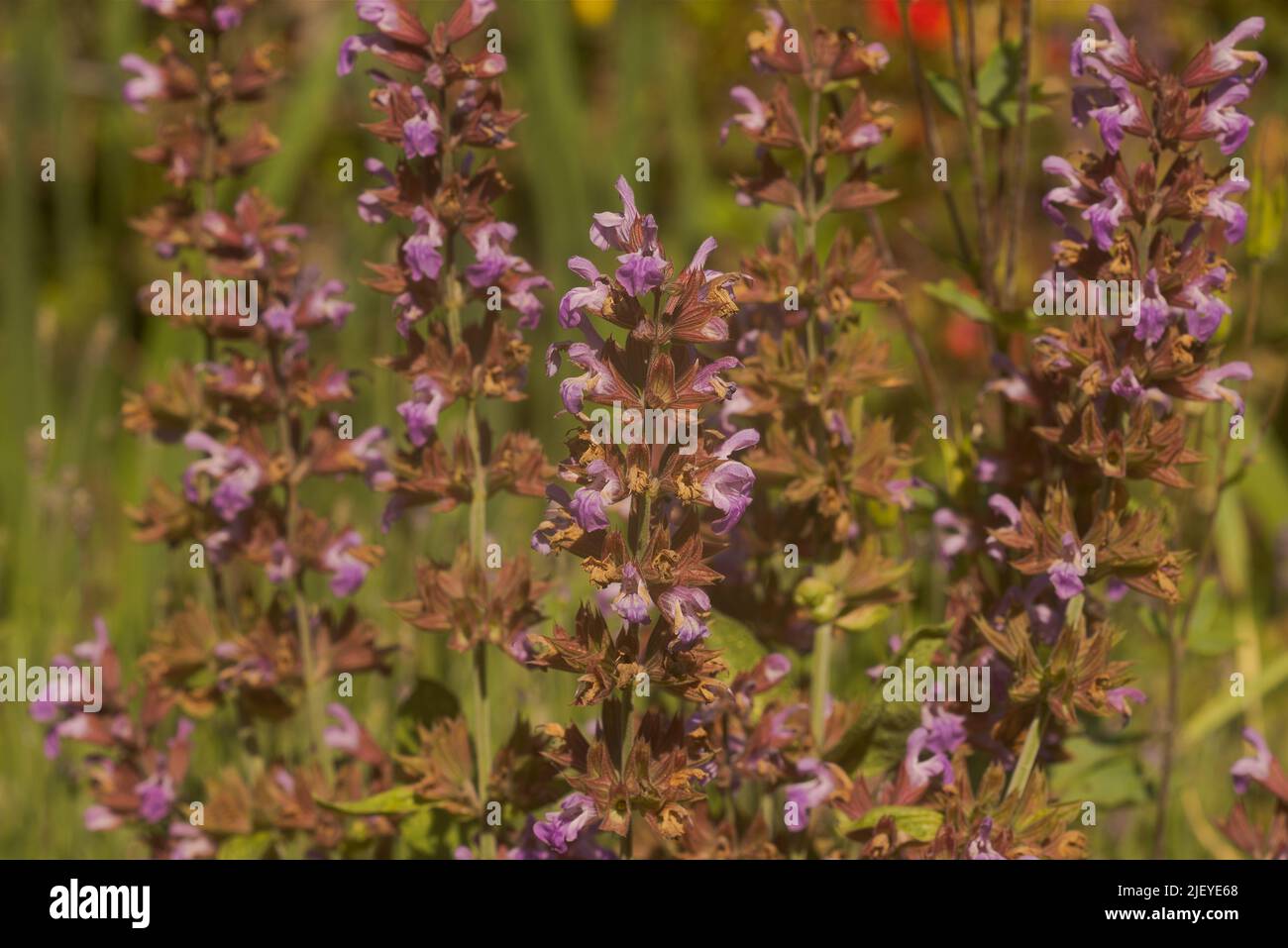 Salvia officinalis, common mallow flower seen in visible and ultraviolet light which shows up insect vision guides for pollination Stock Photo