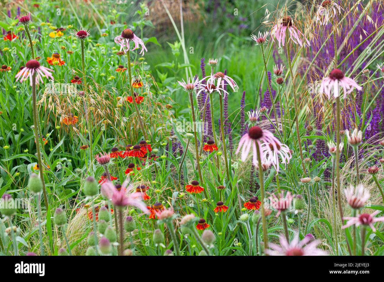 Closeup of colourful midsummer perennials, a mixed flower border of