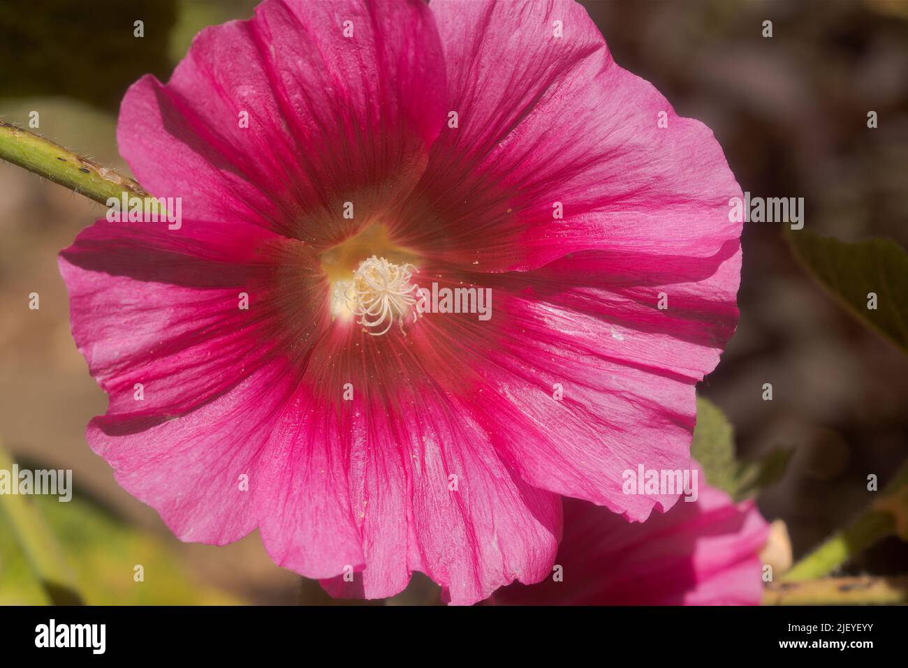 Pink hollyhock flower, Alcea rose, flower seen in visible and ...
