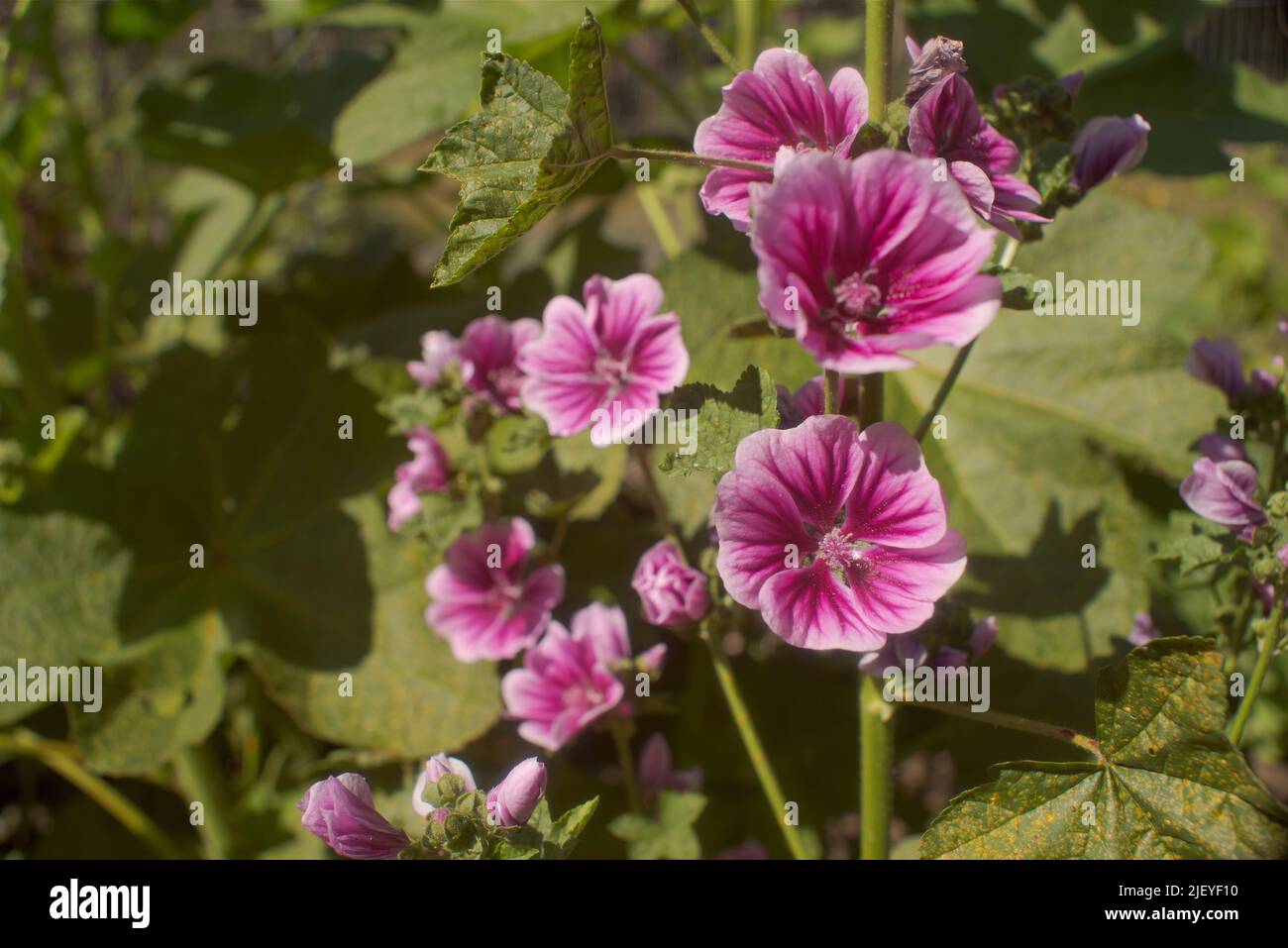 Malva sylvestris, common mallow flower seen in visible and ultraviolet ...