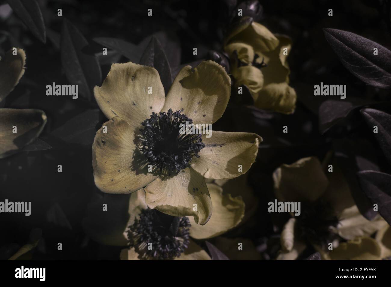 Hypericum hidcote, St John’s Wort flower seen in visible and ...