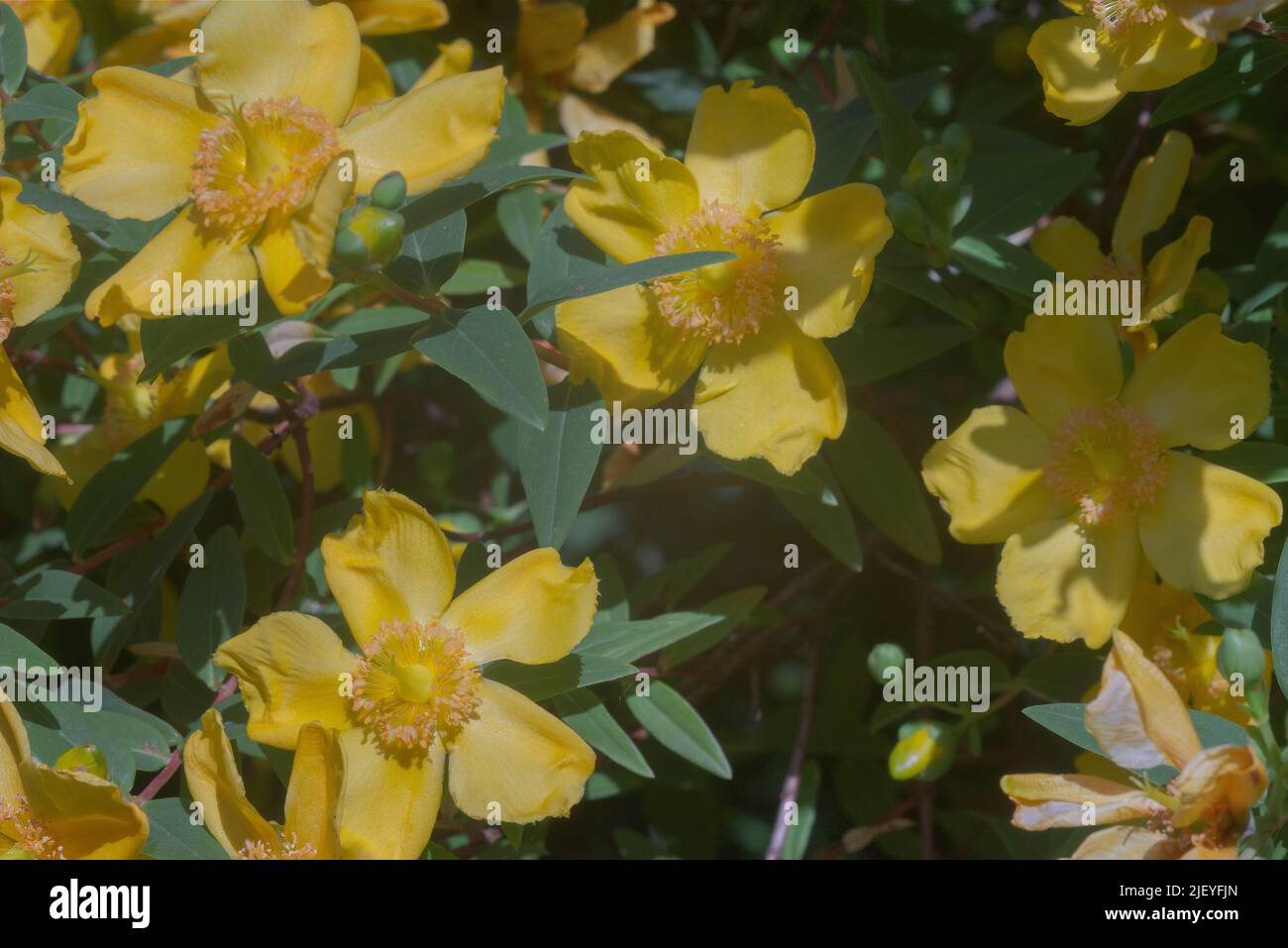 Hypericum hidcote, St John’s Wort flower seen in visible and ...
