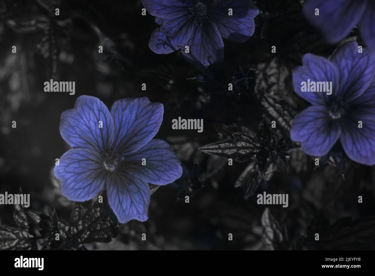 Geranium maculatum, common wood geranium flower seen in visible and ultraviolet light which shows up insect vision guides for pollination Stock Photo