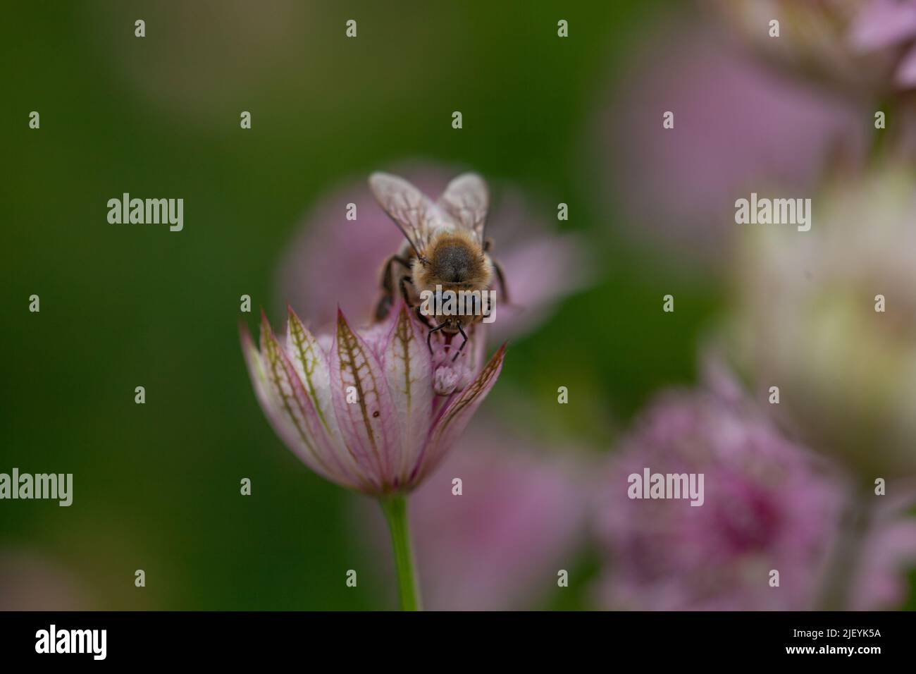 Natural World Beauty - Close-up of a bee on Greater Masterwort , Astrantia major ' Masterpiece ' variety. Stock Photo